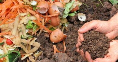 Jardinagem - Como Conservar a Umidade do Solo no Calor Severo