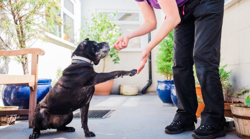 Treinamento - A Importância do Reforço Canino Positivo