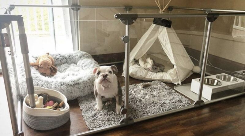 Decoração - Criando Ambientes Confortáveis para Cachorros