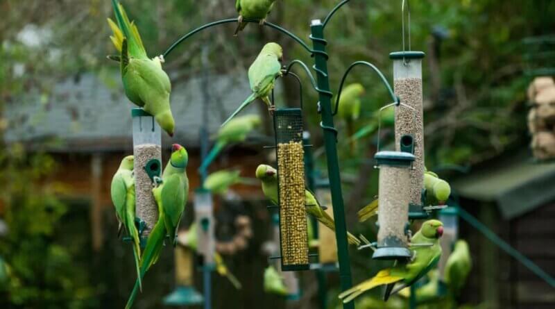 Comedouros para Pássaros - Como Transformar Seu Jardim em um Refúgio Natural